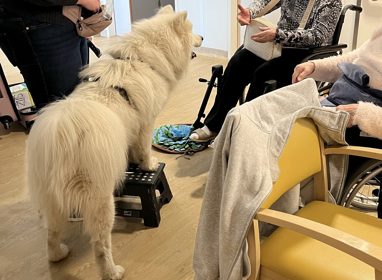 Besuchsdienst mit Hund