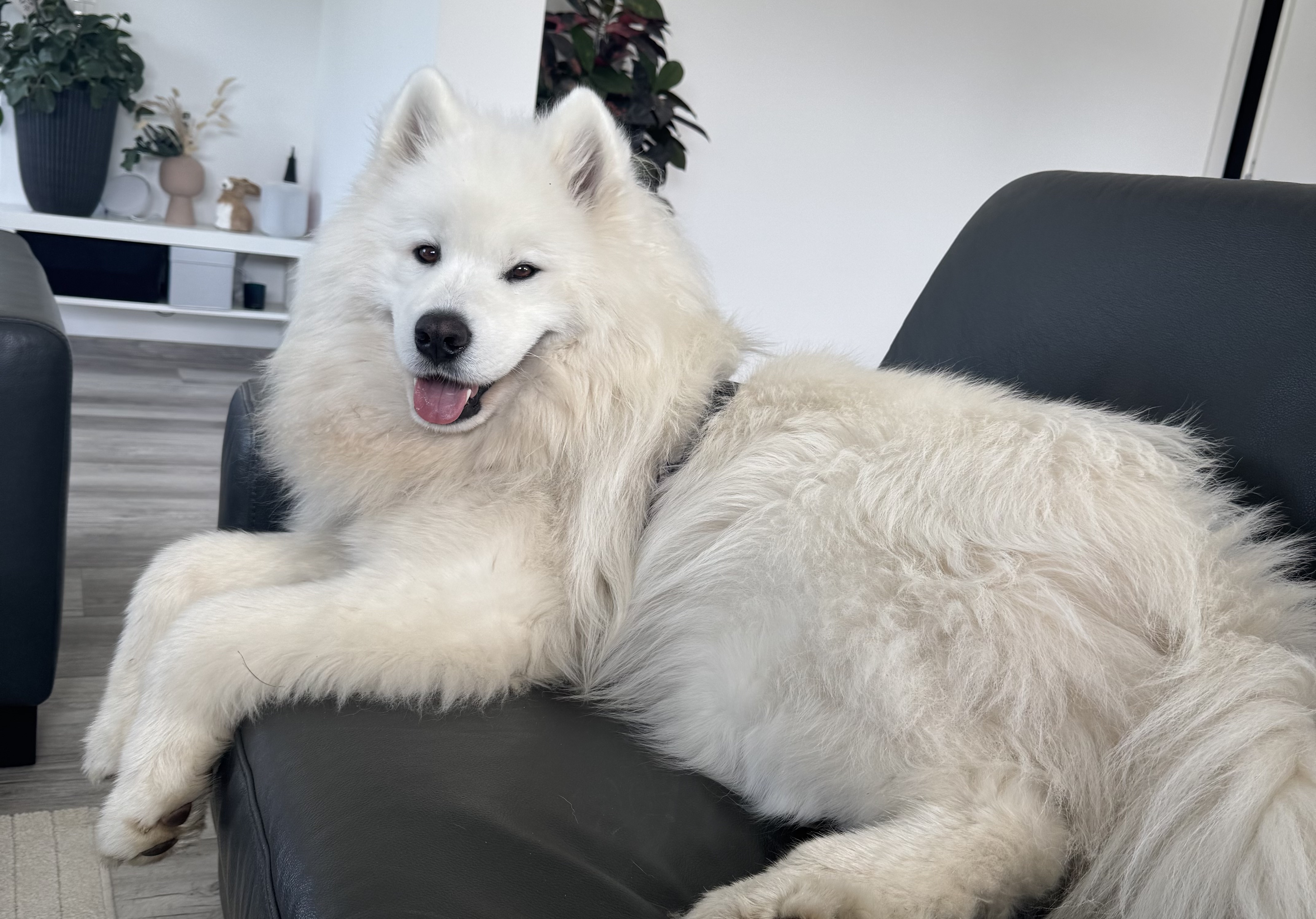 Clio Zuhause auf der Couch