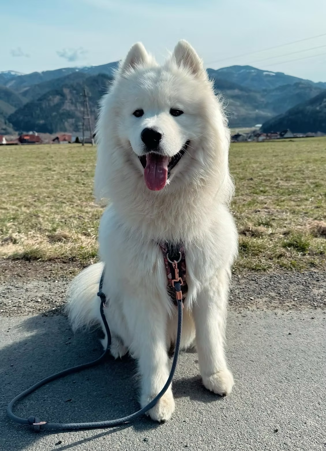 Clio – Therapiebegleithund sitzt vor Bergkulisse